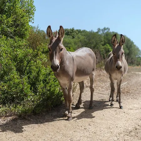 Bed & Breakfast B&B Terra E Smeralda