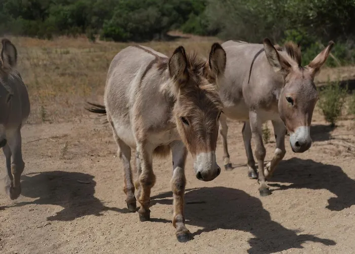 Terra E Smeralda 住宿加早餐酒店