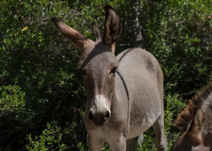 住宿加早餐酒店 Terra E Smeralda