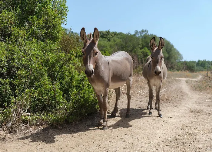 Oda ve Kahvaltı Terra E Smeralda